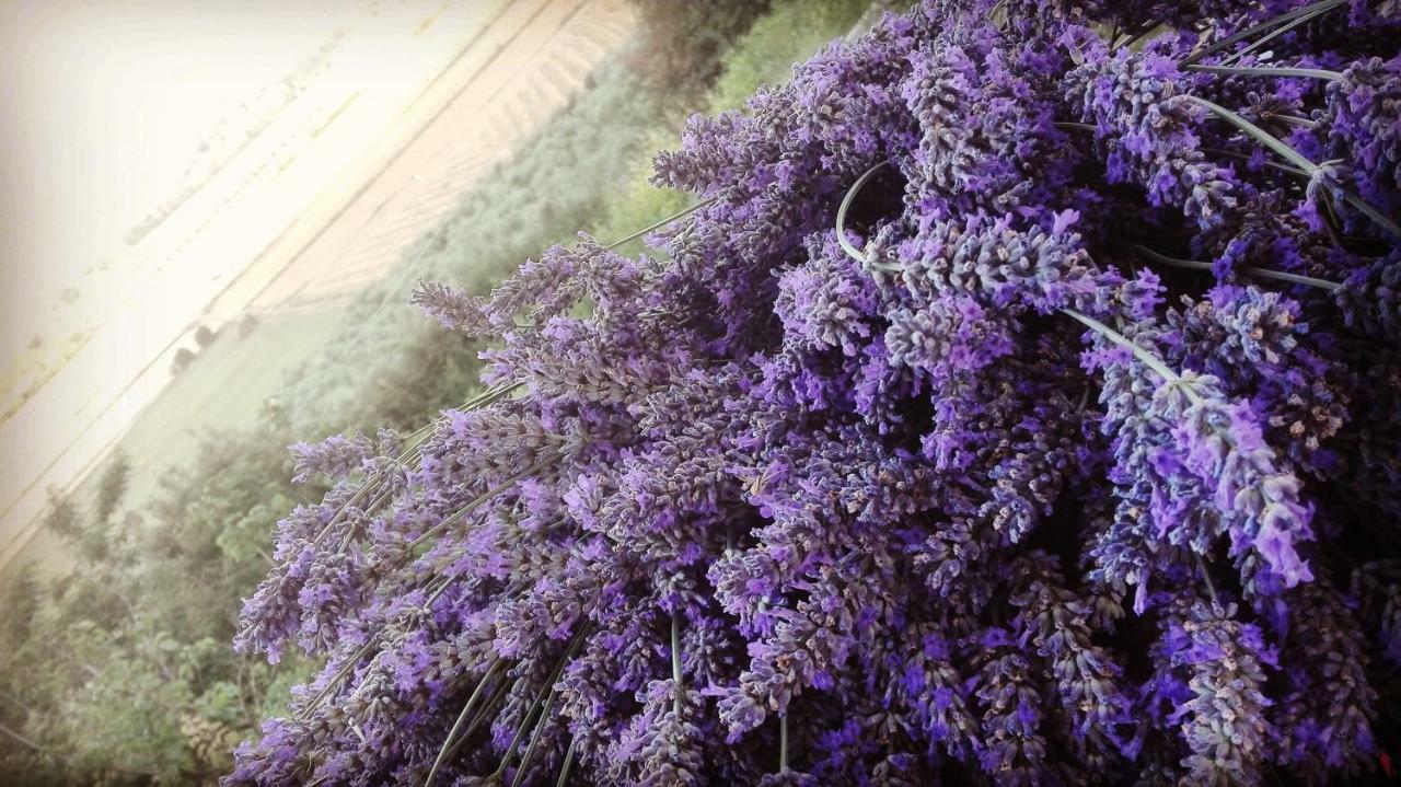 Sonnellino In Maremma Villa Massa Marittima Dış mekan fotoğraf